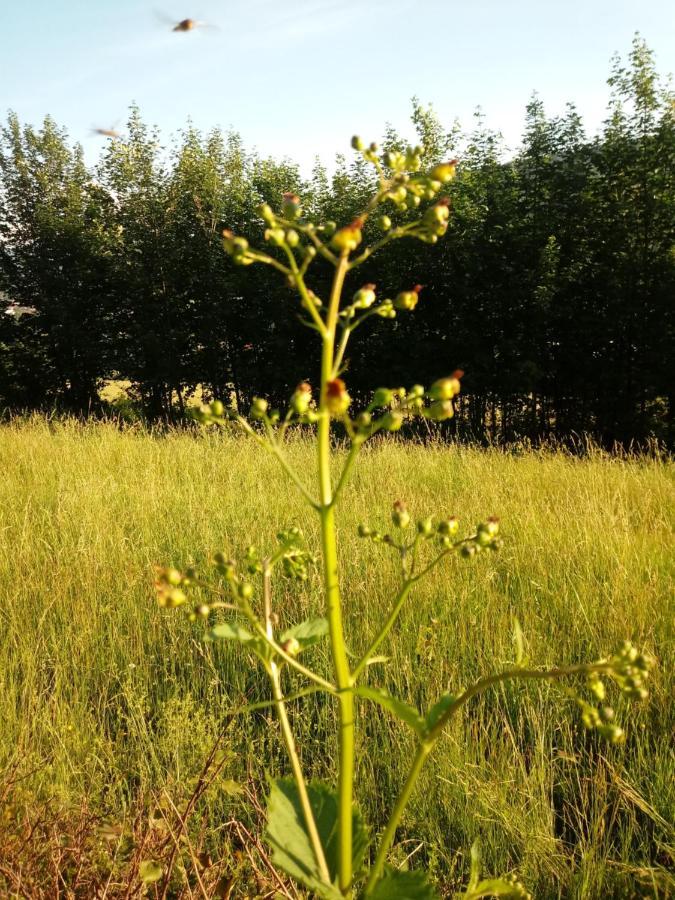 Pod Modrzewiami Проживання в сім'ї *
