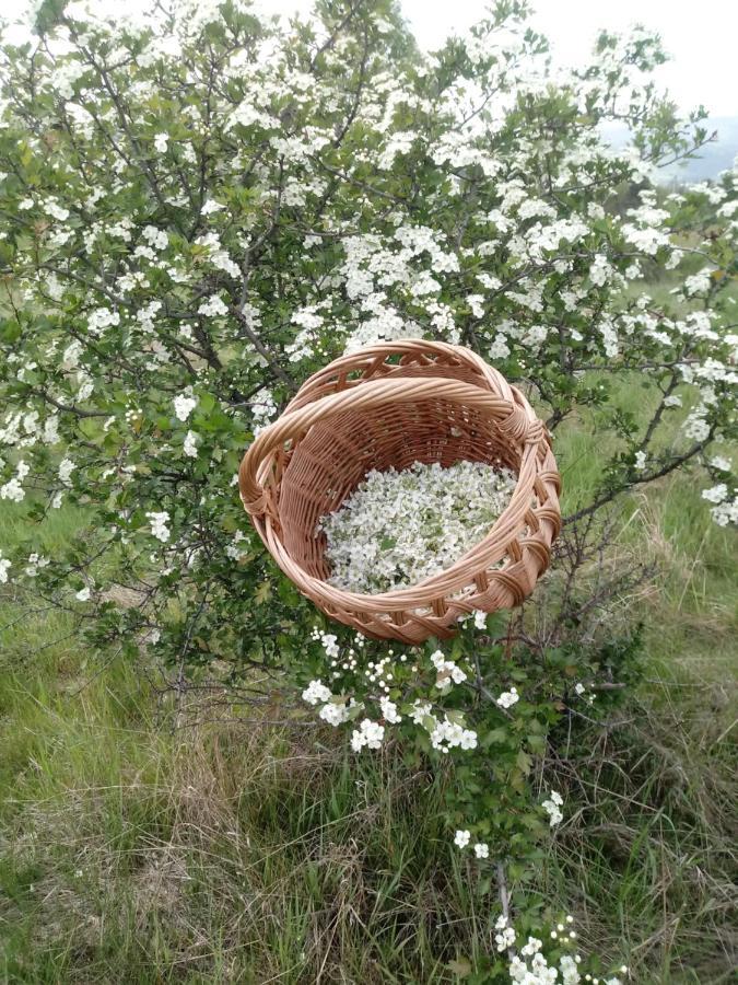 Pod Modrzewiami Проживання в сім'ї Мілювка